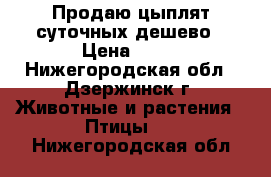 Продаю цыплят суточных дешево › Цена ­ 60 - Нижегородская обл., Дзержинск г. Животные и растения » Птицы   . Нижегородская обл.